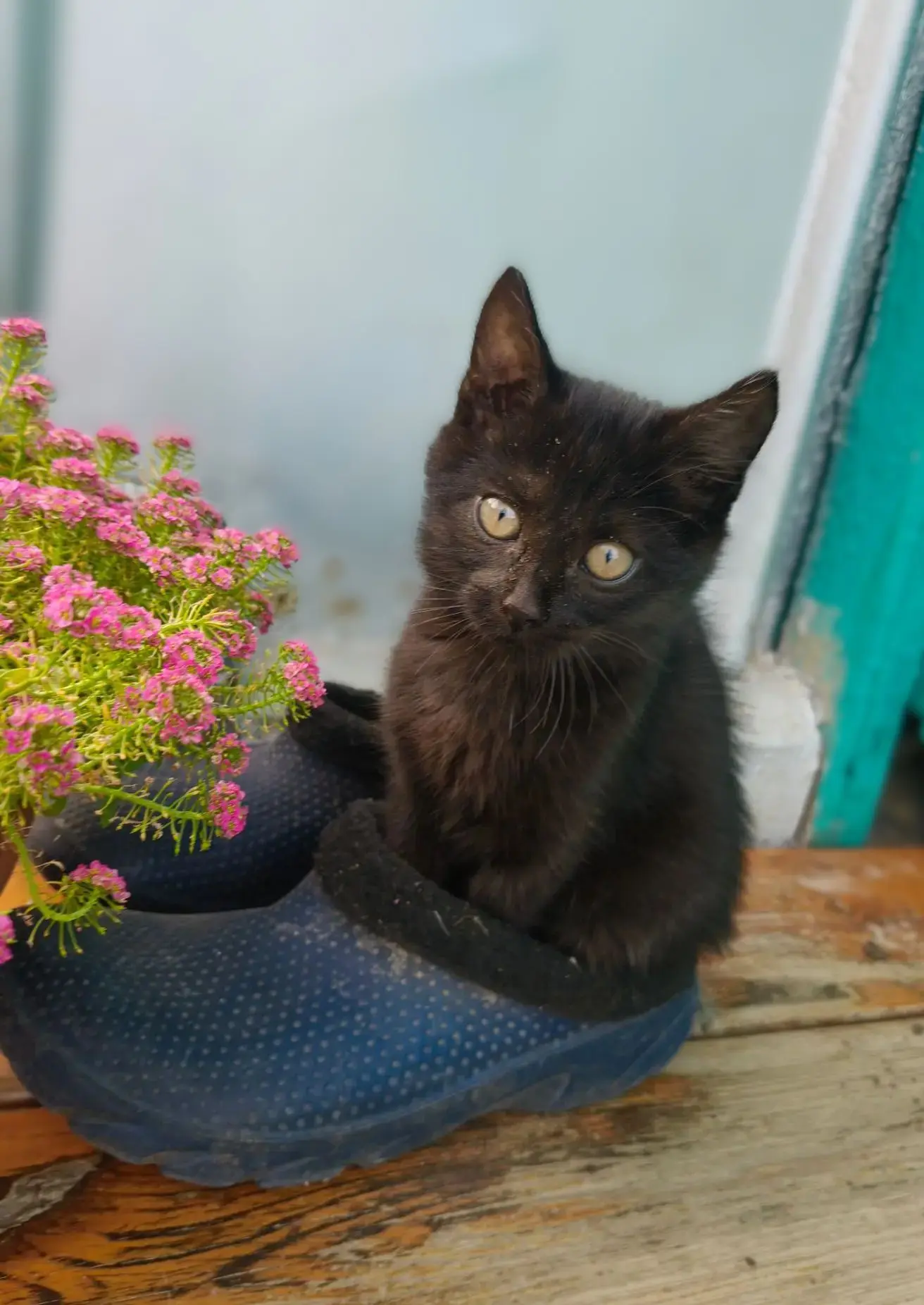 В добрые руки! Котята 2,5 мес. Мальчик черный - очень активный котень, смелый , упрямый...