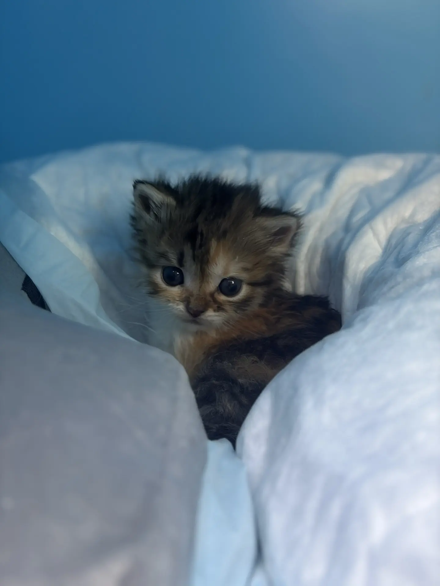 😻