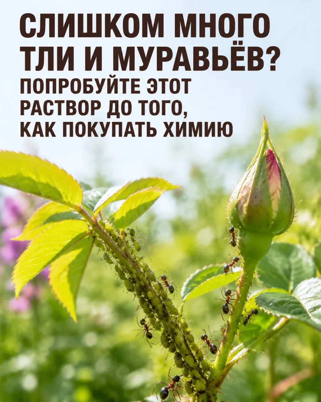 Каждый год тля и муравьи появляются снова, и многие продолжают бороться только с последствиями. 🤔

