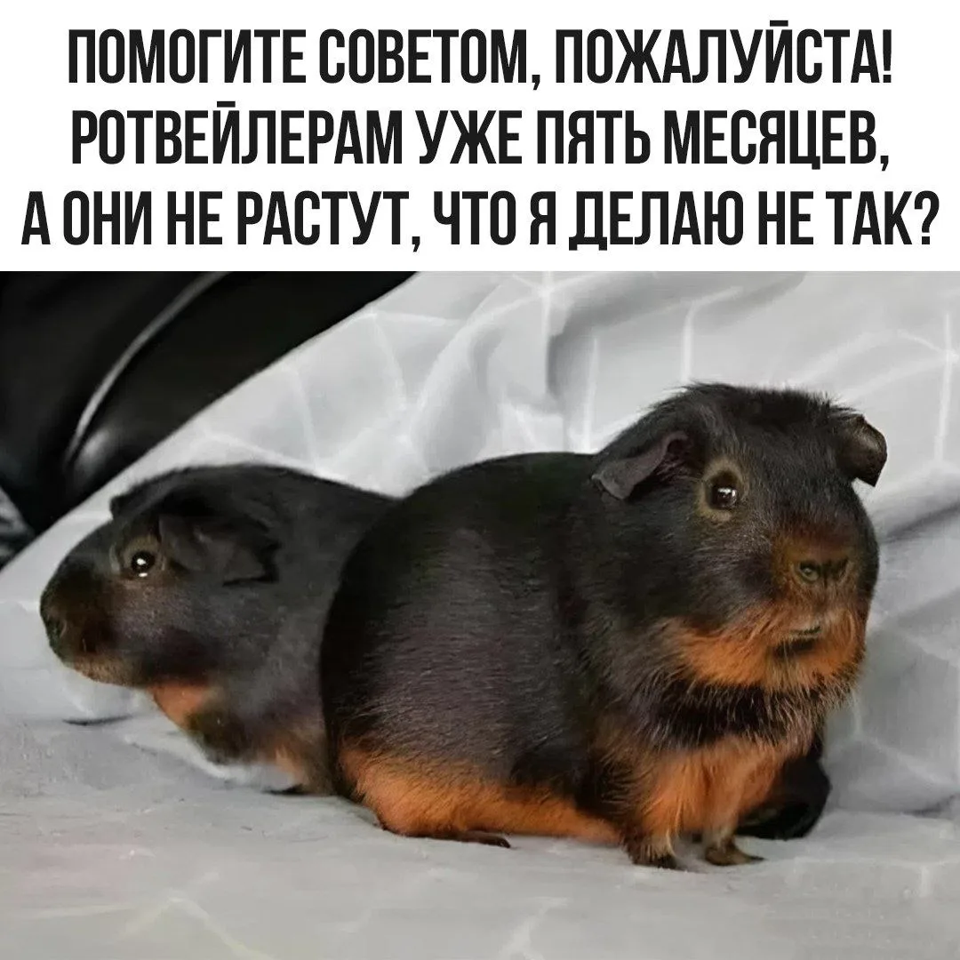 Подпишись на юмор 😂