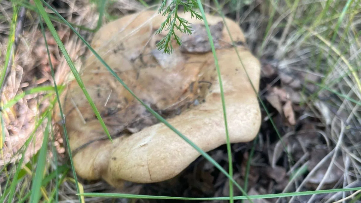 🍄 В Тульской области стартовал грибной сезон.

Любители тихой охоты уже начали возвращаться из лесо