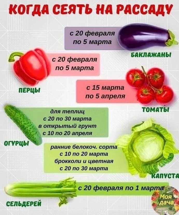 Сроки посева овощей на рассаду 🫑