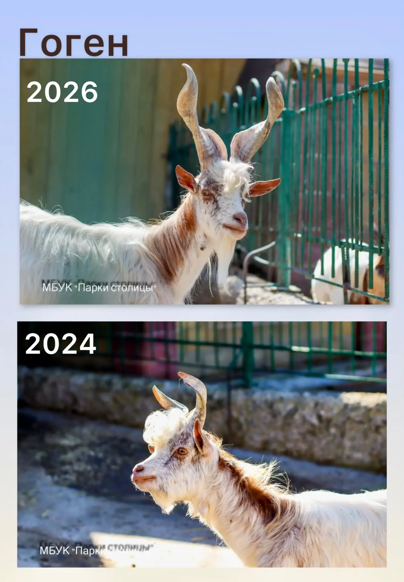 🐐✨  Фрида и Гоген: два года спустя
