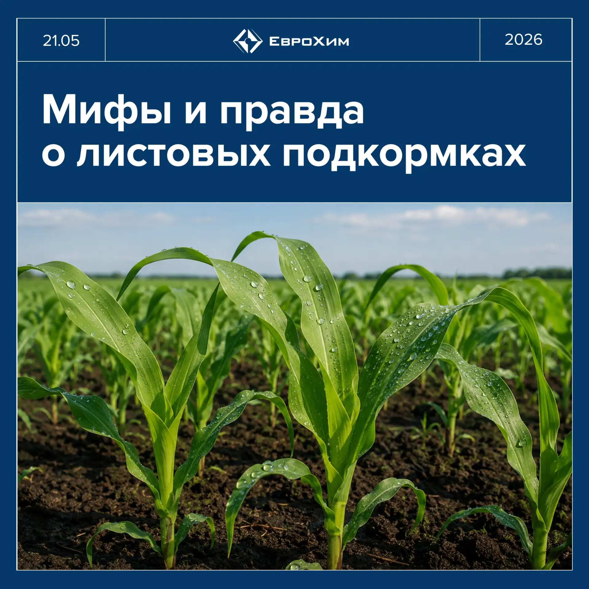 🌱 Развенчиваем популярные мифы о листовых подкормках