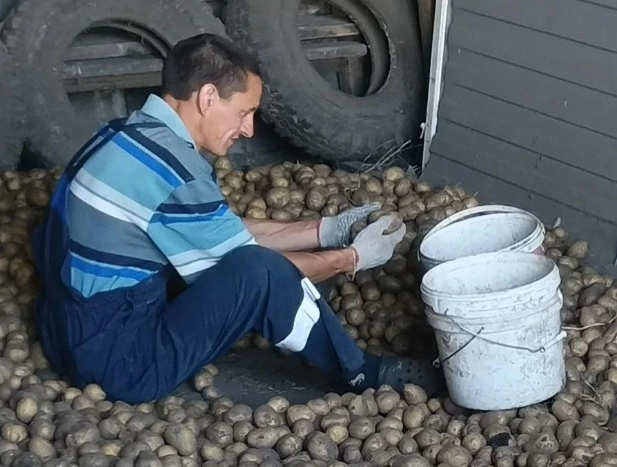 🥔✨ Полезный труд и забота о будущем в ГБУ "Скоблинский ПНИ! 🚜☀️