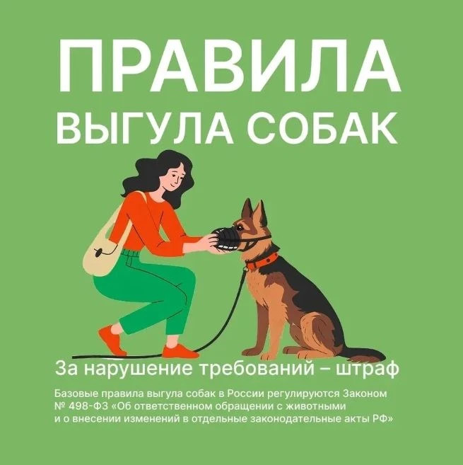 Раннее утро, любимый питомец несёт поводок и зовёт вас на прогулку? А знаете ли вы, что...