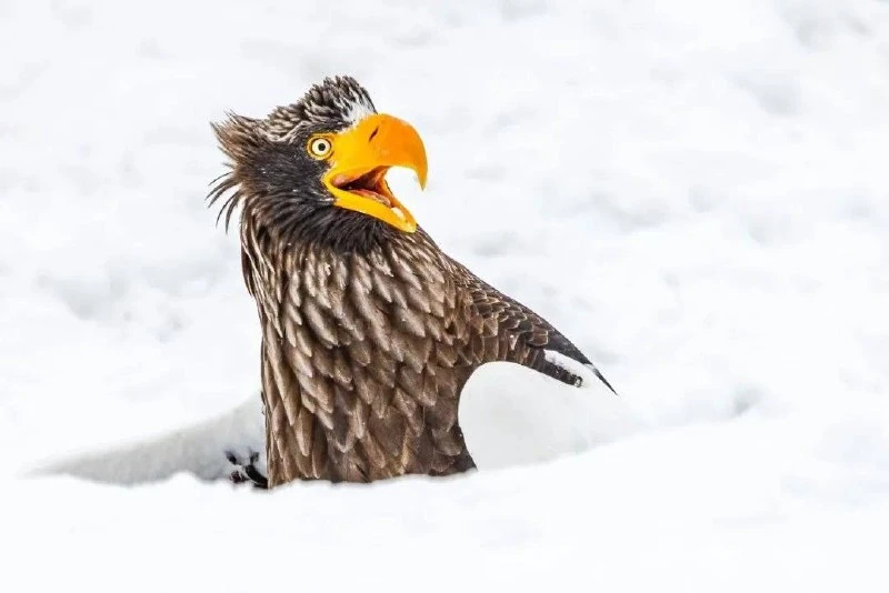 Финалисты конкурса юмористических фотографий природы Comedy Wildlife Awards 2025