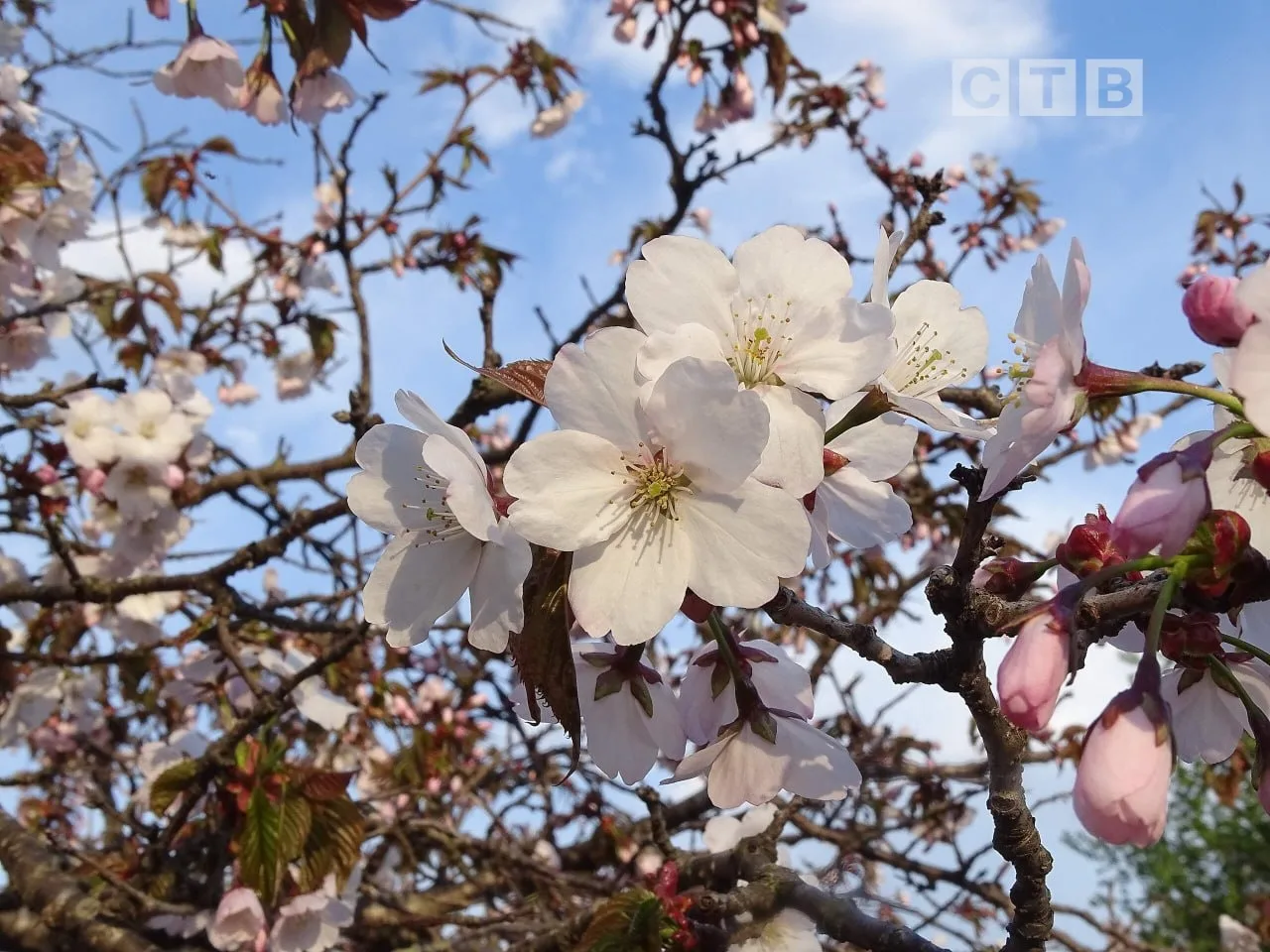 🌧Доброе утро, друзья!  🌸Встречаем новый день в окружении живописных видов цветущего Посьета — эти во