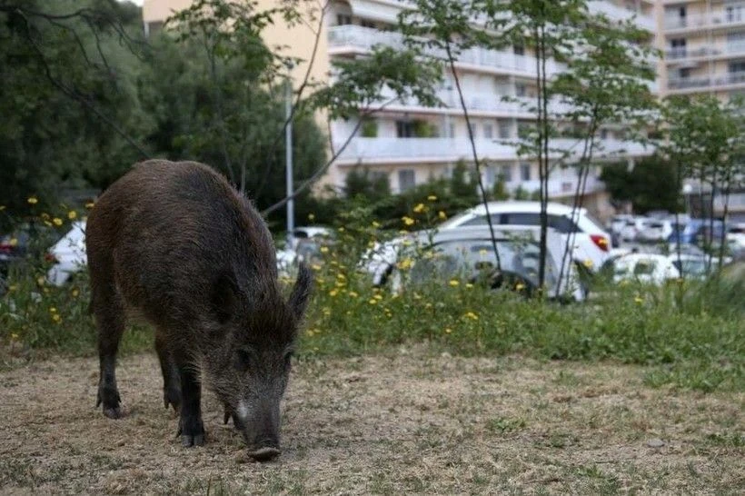 🦌 Дикие звери всё чаще появляются в населённых пунктах — они ищут еду, а их привычные ...