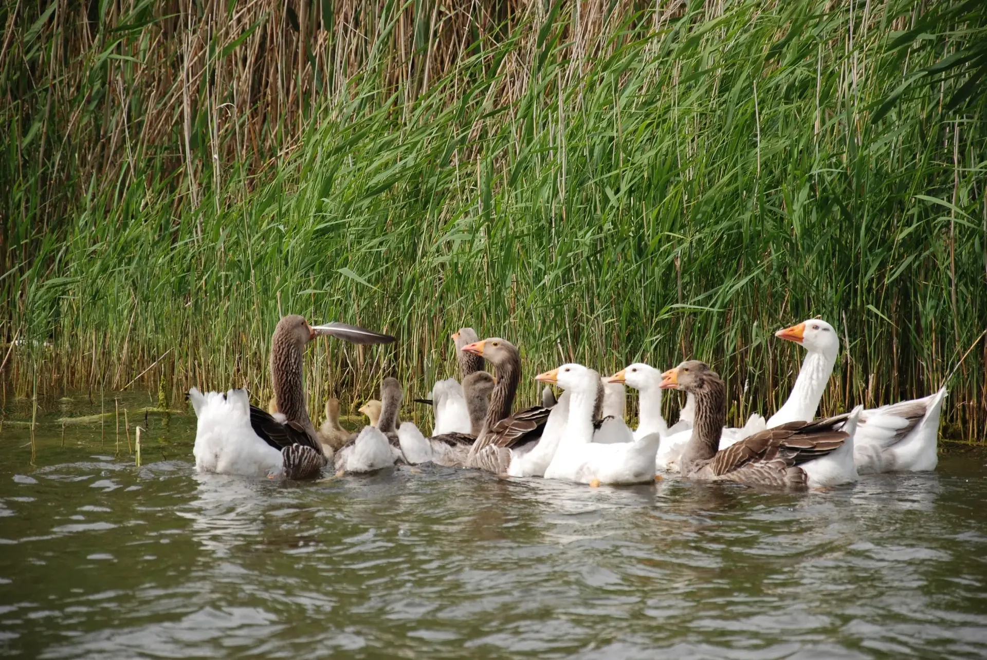 Завершаем неделю на красивой ноте  🦢 🌿 🦆 

Хорошего вам вечера и лёгкого старта в понедельник!