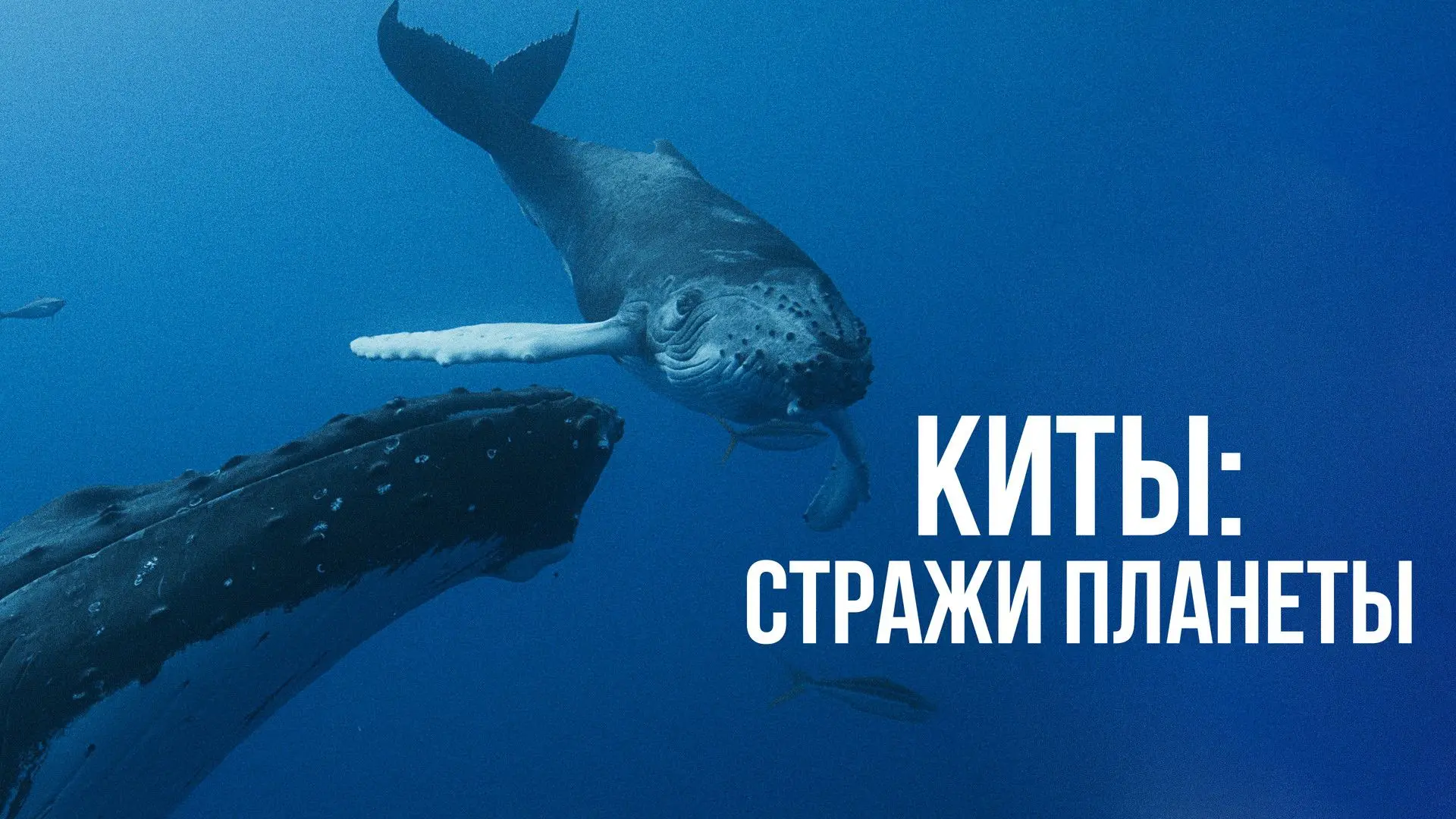 23 июля - Всемирный день китов и дельфинов! 🐳🐬 

В этот день особенно важно говорить о защите океа