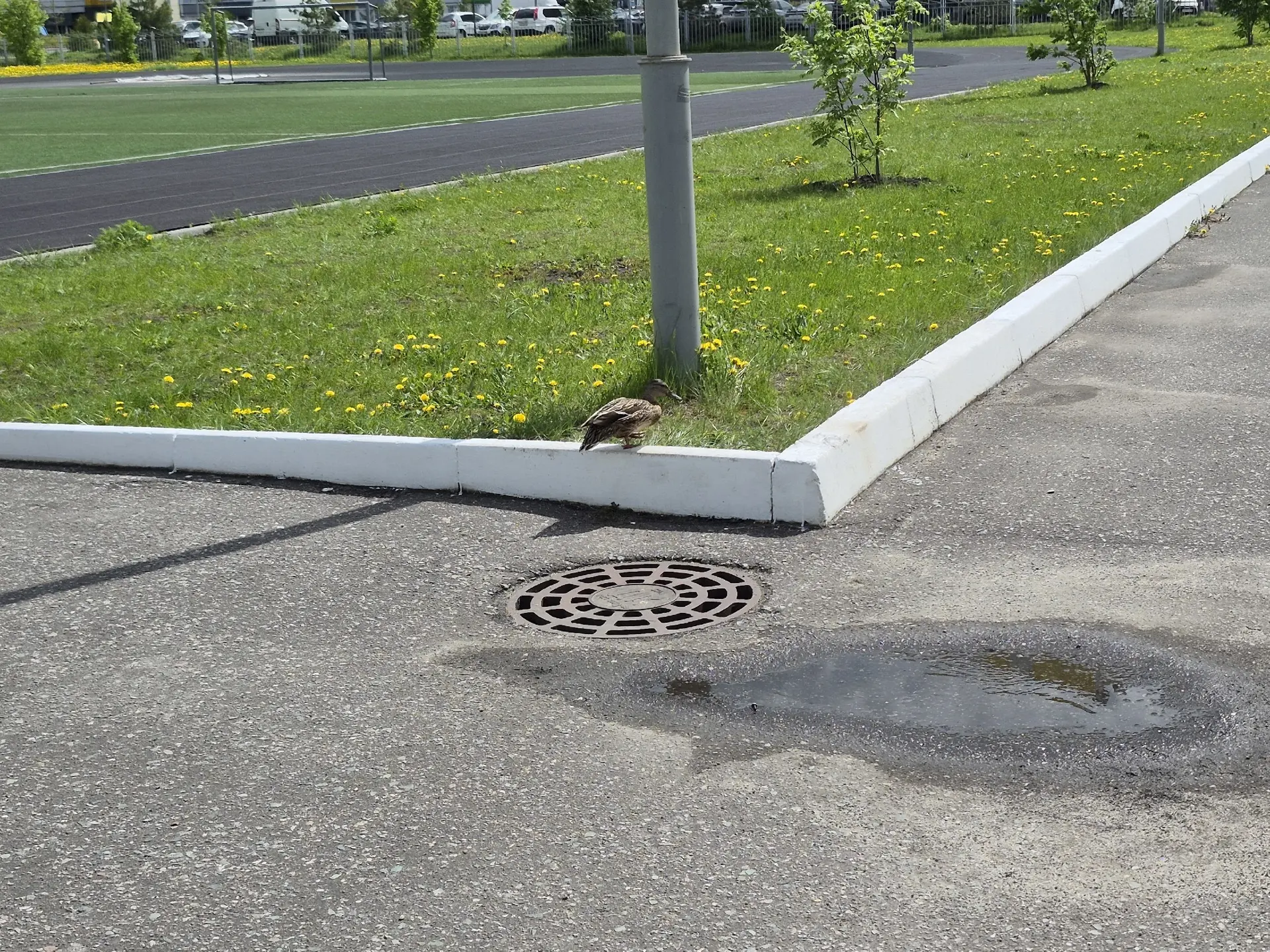 🦆🦆🦆Неожиданной спасательной операцией завершилась майская прогулка - экскурсия с детьми детского сад
