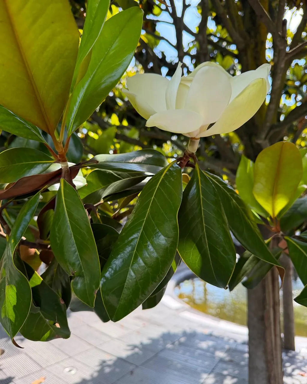 🌺 Встречаем цветение Магнолии Грандифлора 

Это цветение ждали многие 🥰