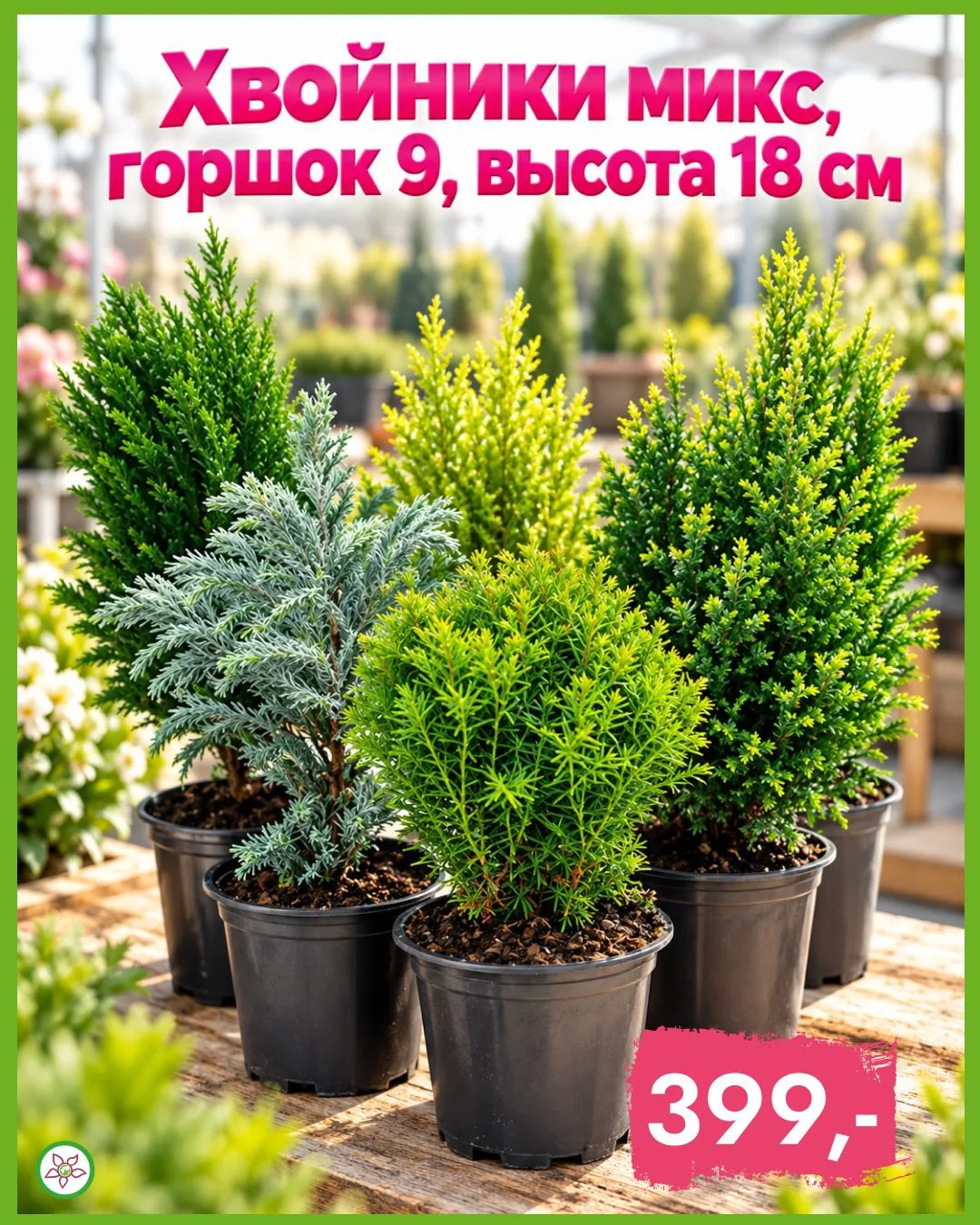 🌲 Хвойники в Планета Лета — вечнозелёная красота для сада и дома!