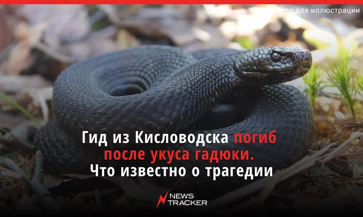 В Кисловодске укус гадюки унёс жизнь — погиб 73-летний экскурсовод. 

Как рассказал глава города Евг