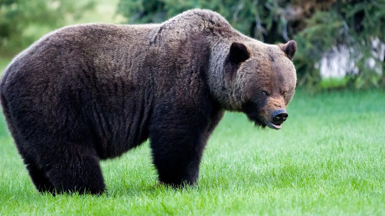 🐻 Гризли — американский хулиган с горбом и седой шерстью.

Гризли — это не просто бурый медведь, ко