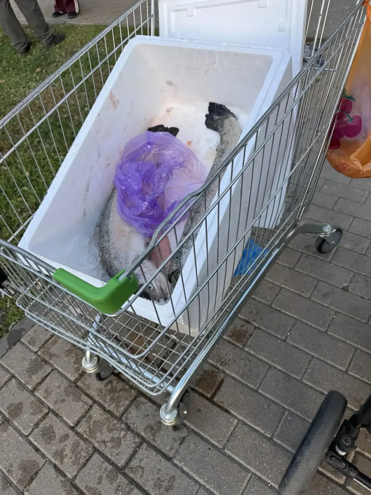 🐟 РУФАТ СНОВА В ДЕЛЕ. НО В ЭТОТ РАЗ НЕ ДО ШУТОК