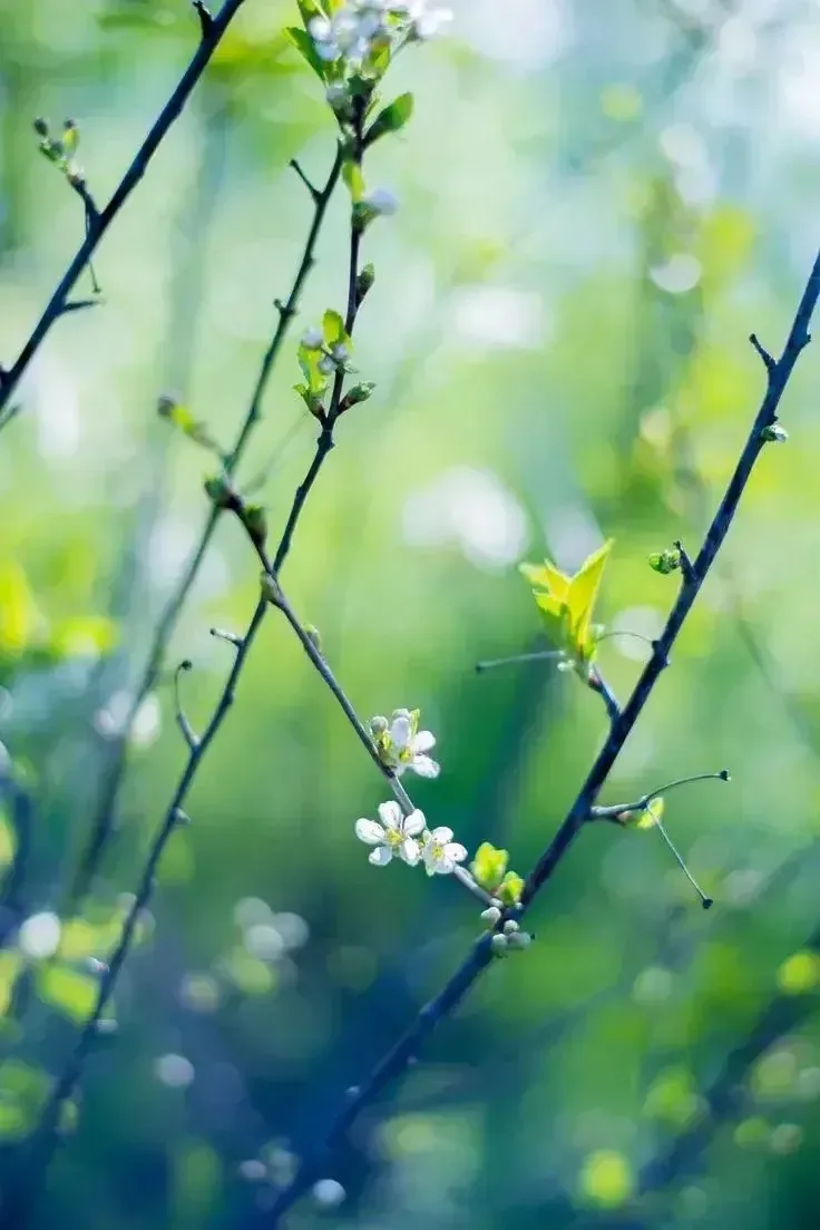 🌱 Весна на твоём экране🌱  ☘️Природа наконец-то сбросила зимнюю дрёму, и в воздухе уже чувствуется эт