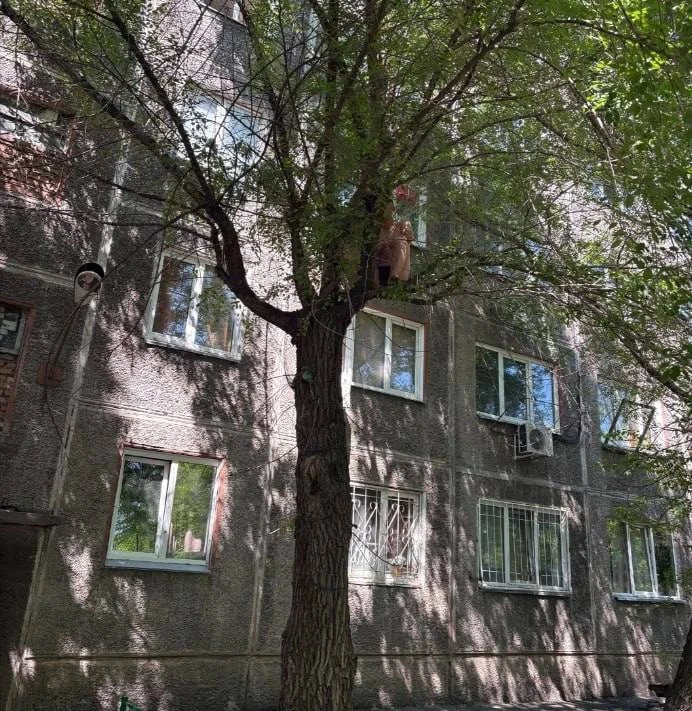👀 Красноярца в одних трусах пришлось снимать спасателям с дерева.