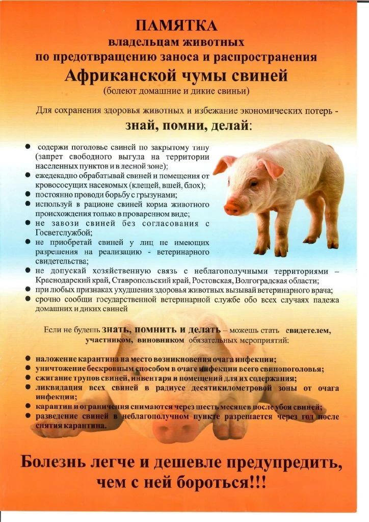 Памятка для населения по Африканской чуме свиней!