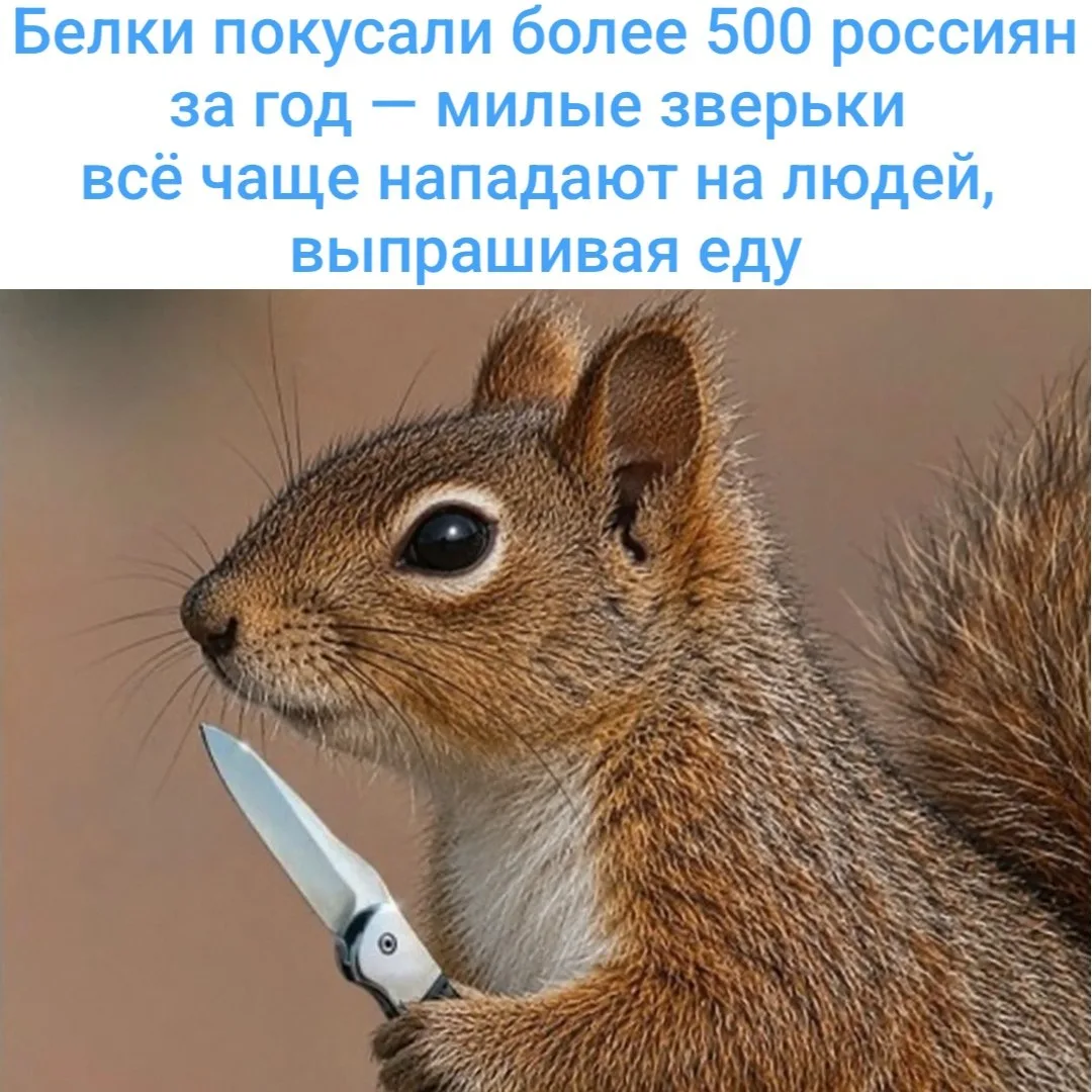🐿️ Белки кусают людей: в Омске пострадали дети