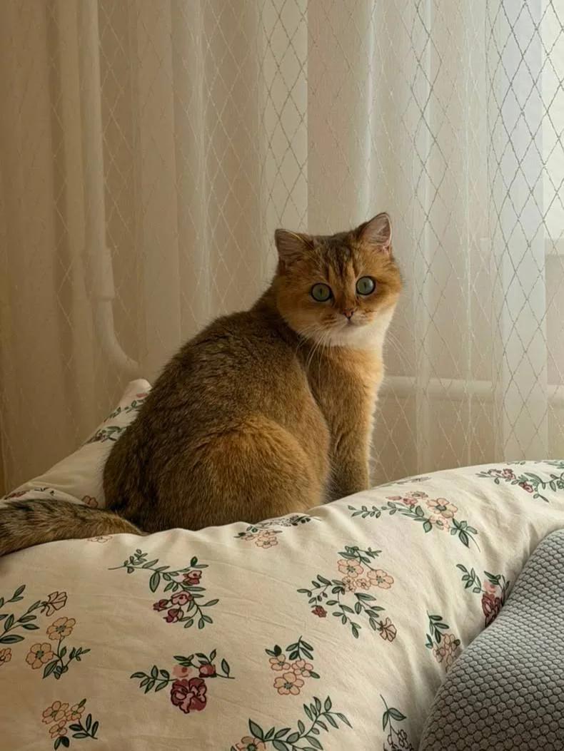 Идеальные #хвостатыеканикулы кошек!
