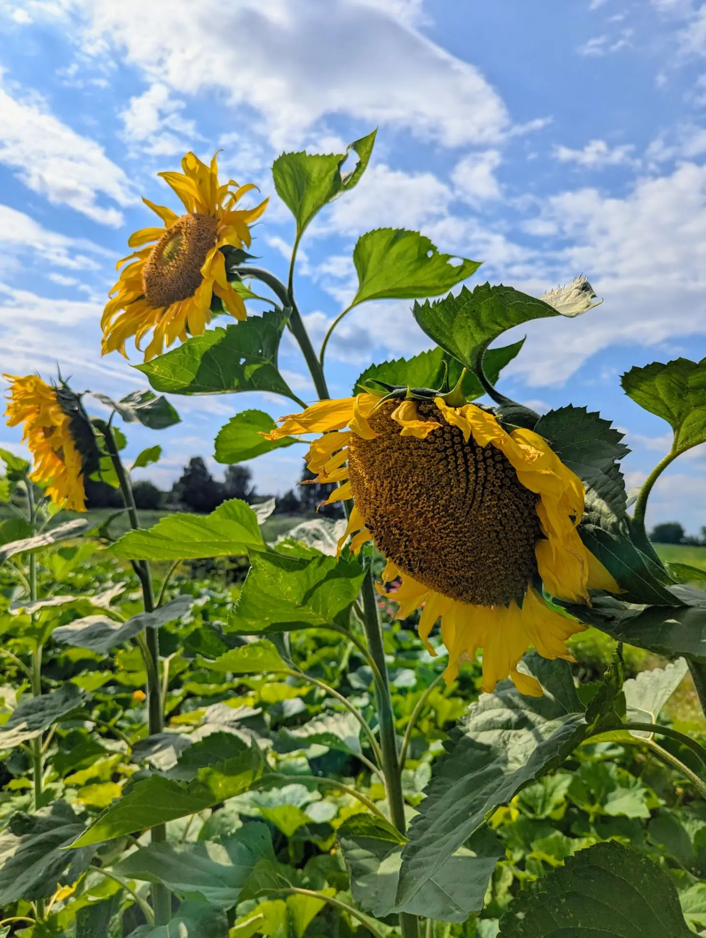 🌻 26 июль
✅ Россия Хәрби-диңгез флоты көне
✅ Россиядә парашютистлар көне
✅ Халыкара эсперанто теле 
