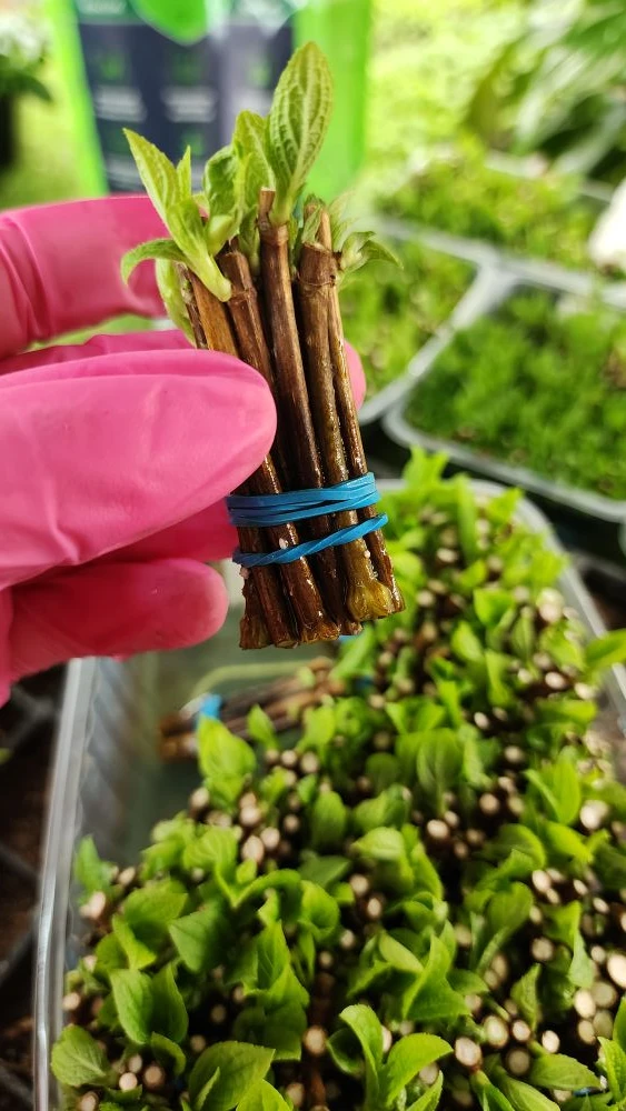 Ставим на укоренение в парник первый одревесневший черенок этого сезона 🌱  Черенки две недели предва