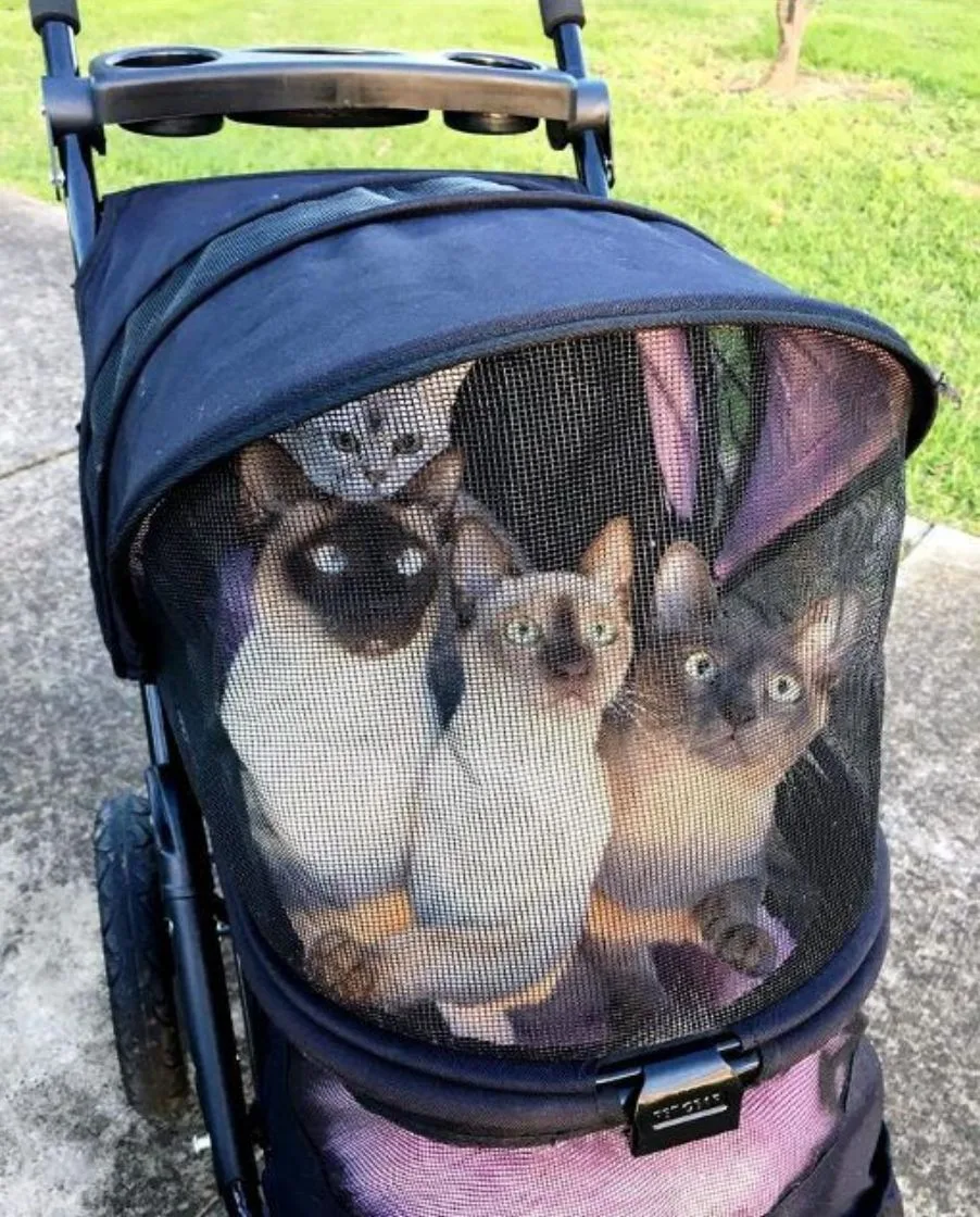 Россияне пересаживают питомцев в детские коляски🐕🐈