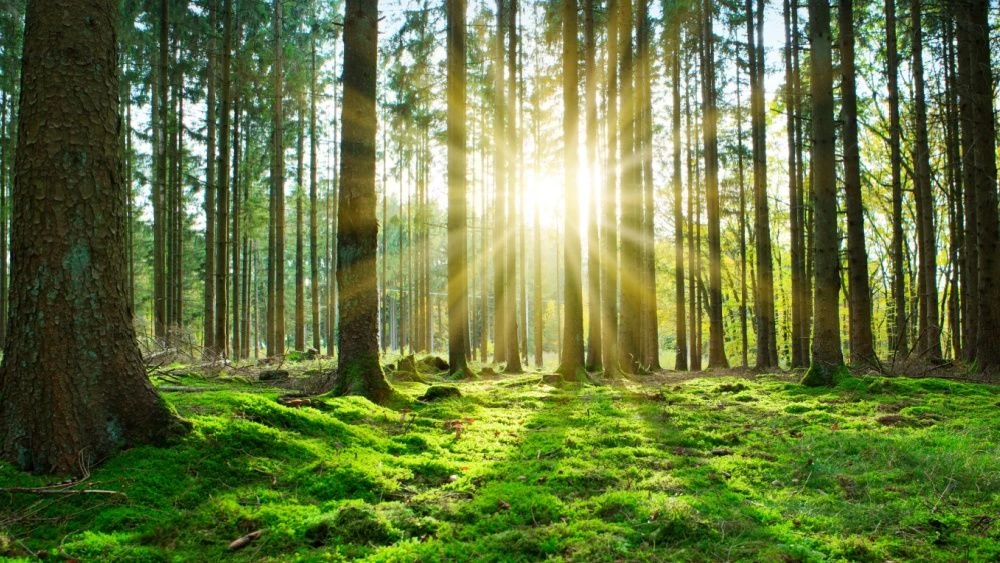 🌲Лес — это живая лаборатория, где природа пишет свои лучшие научные работы.