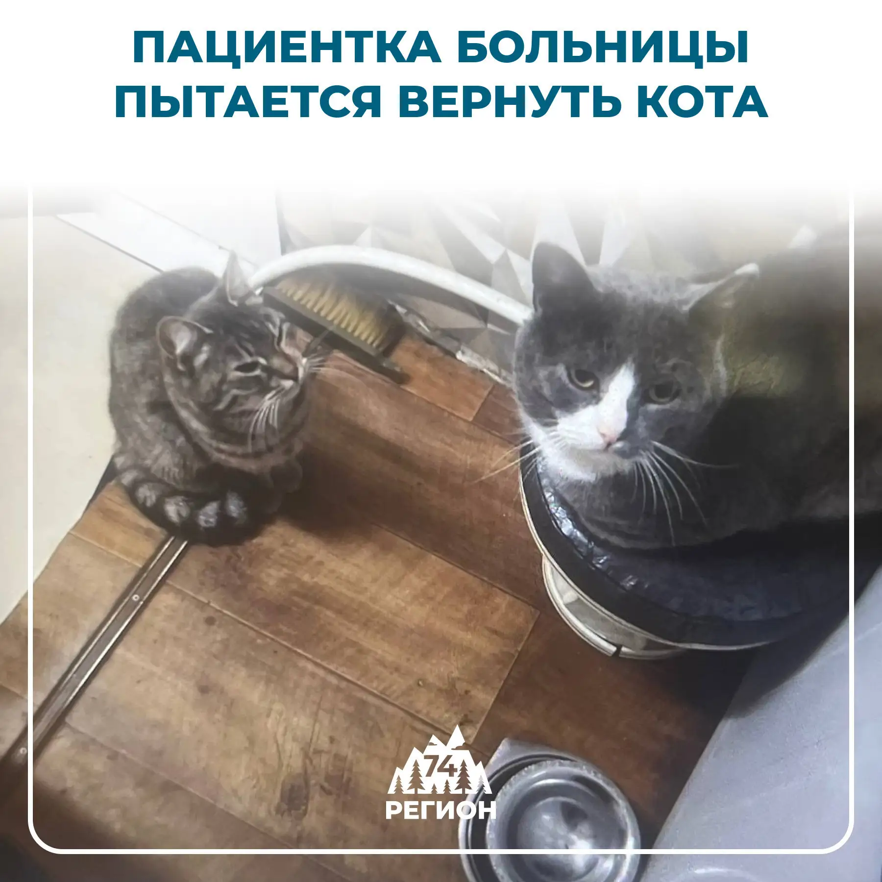 🏥 Хирург удерживает домашнего кота и просит 100 тысяч за «лечение»