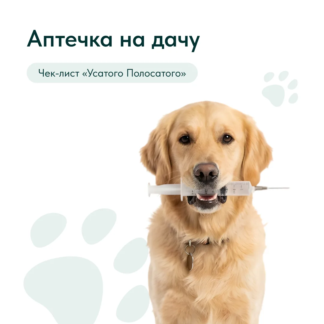 Чтобы не паниковать и не искать круглосуточную аптеку в лесу, соберите ветеринарный чем...
