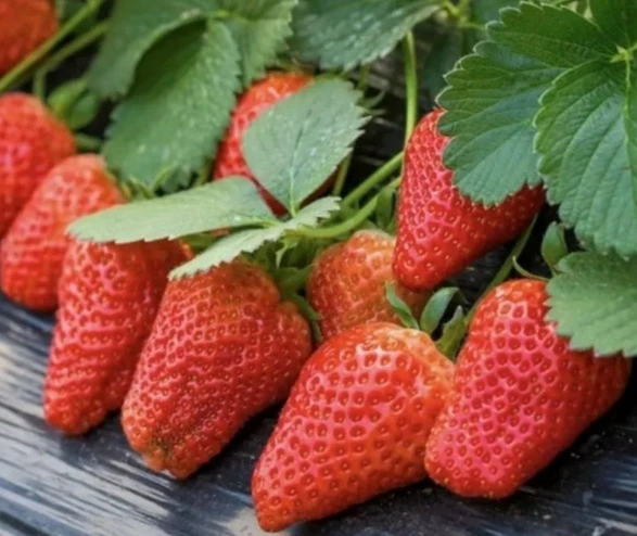 🦔 Продолжаем обзор сортов клубники.