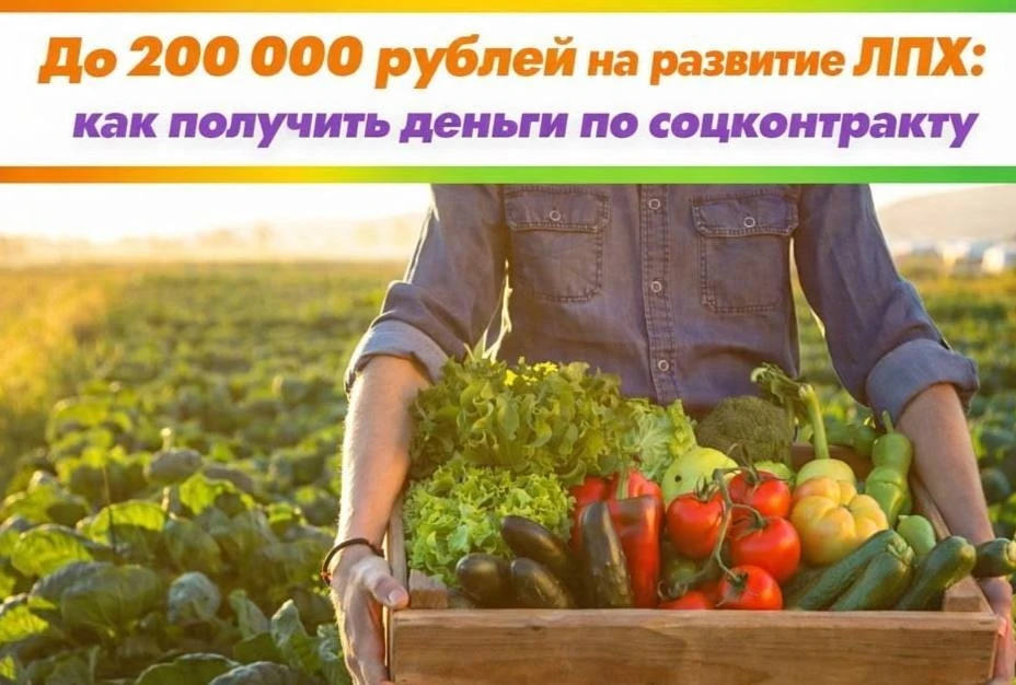 Благодаря соцконтракту на ЛПХ можно заниматься разведением птицы🐓,  свиней, КРС и МРС,...