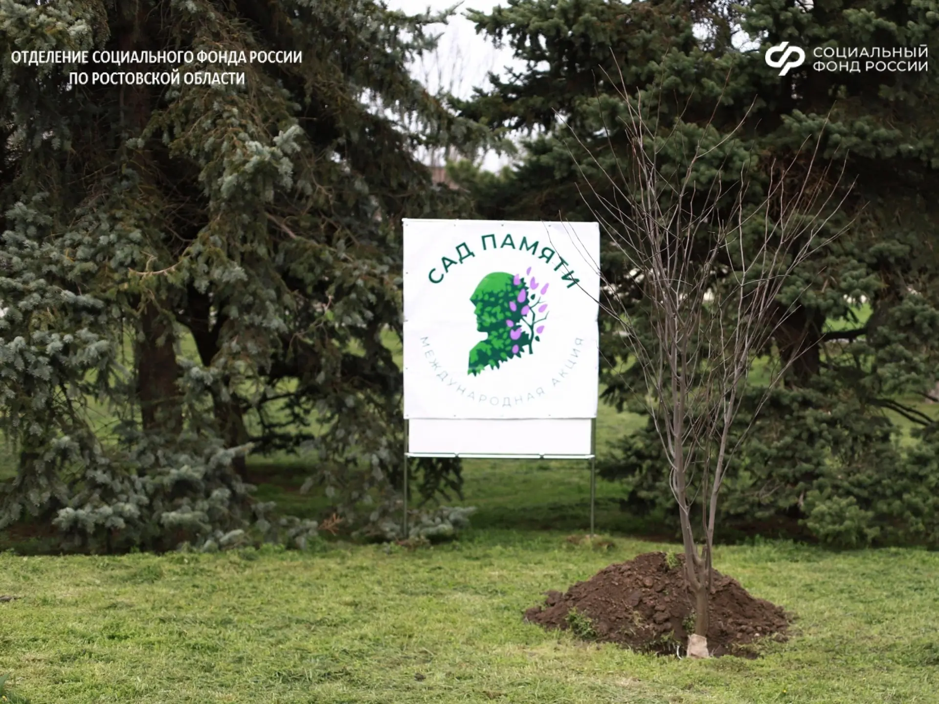 🌳Сотрудники Отделения СФР по Ростовской области стали участниками международной эколого-патриотическ