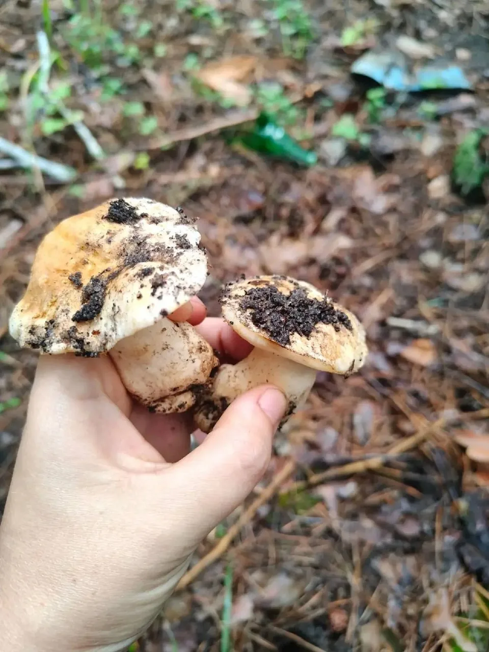 Урожаем грибов делятся подписчики 🍄‍🟫

✅ Жители Теплака в МАХ 

📸Предложить свой пост
Обсудить но