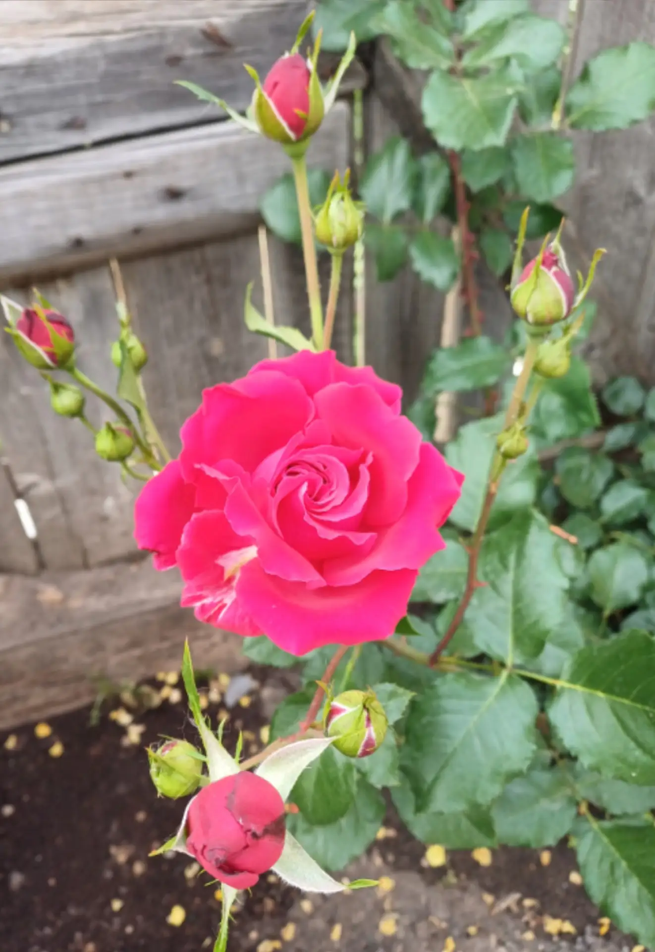 Здравствуйте 
Подскажите , может кто знает что за розочка ?

🌹Канал Всё про розы
🥀Чат Всё про розы