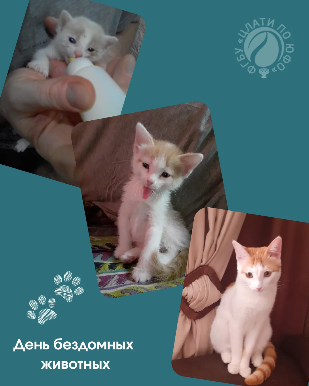 🐾  Когда помощь меняет судьбу