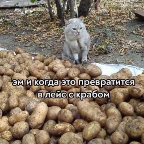В Татарстане за неделю картофель подорожал сразу на 16,2%. Теперь килограмм в среднем с...