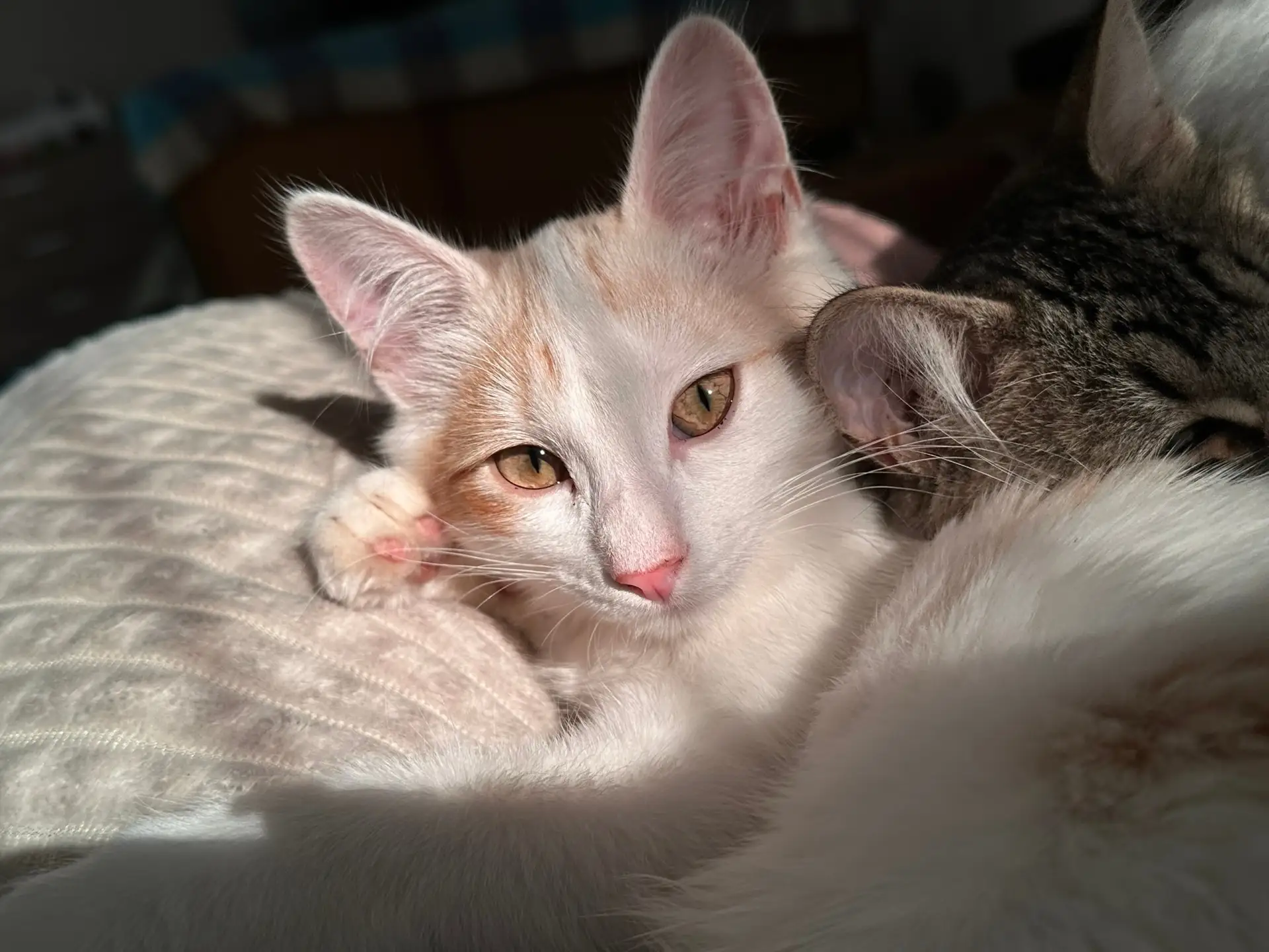 Ласковые пушистики ищут дом и любящее сердце 🐾