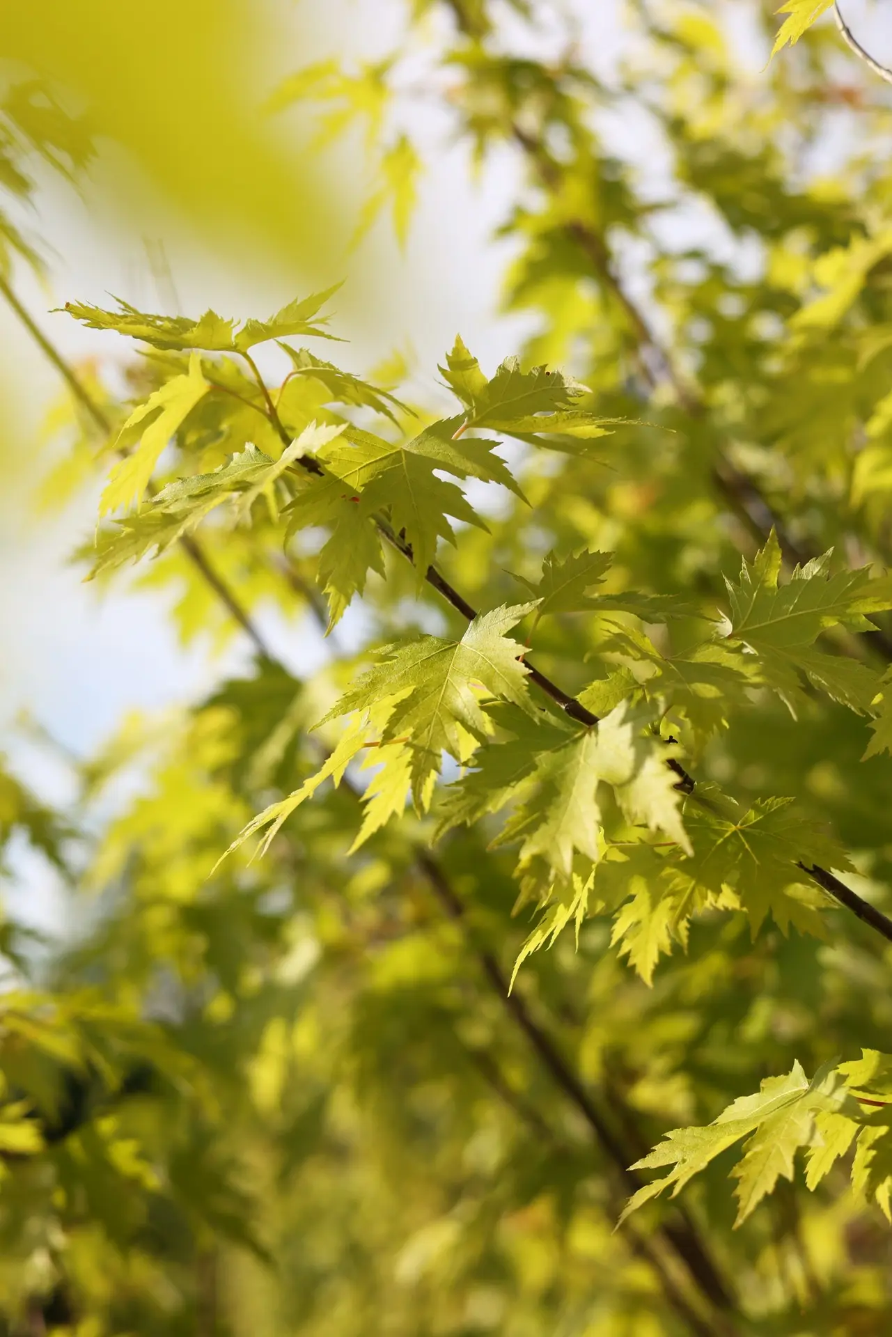 Клён сахаристый (Acer saccharinum)

Один из самых ценных и благородных клёнов!

Это мощное листопадн