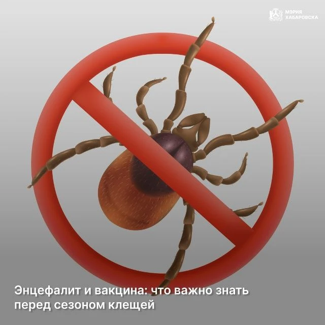 Энцефалит и вакцина: что важно знать перед сезоном клещей
