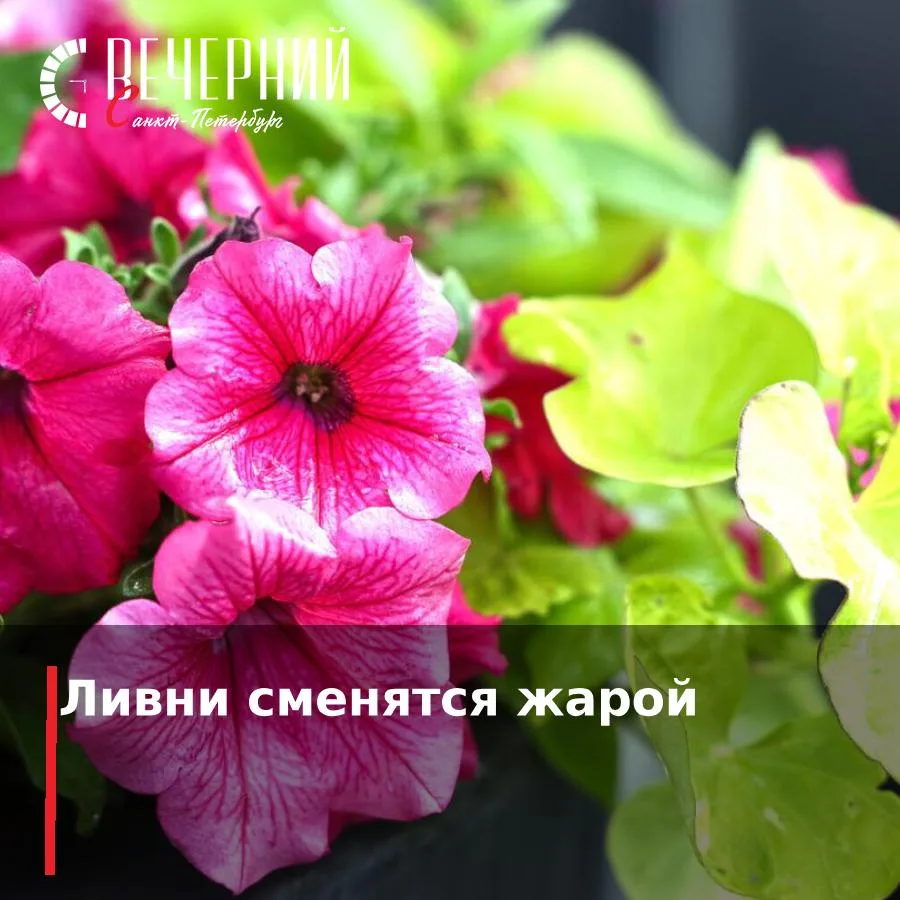 🌦 Петербуржцам рассказали, какой будет погода до конца недели

Главный синоптик Александр Колесов р