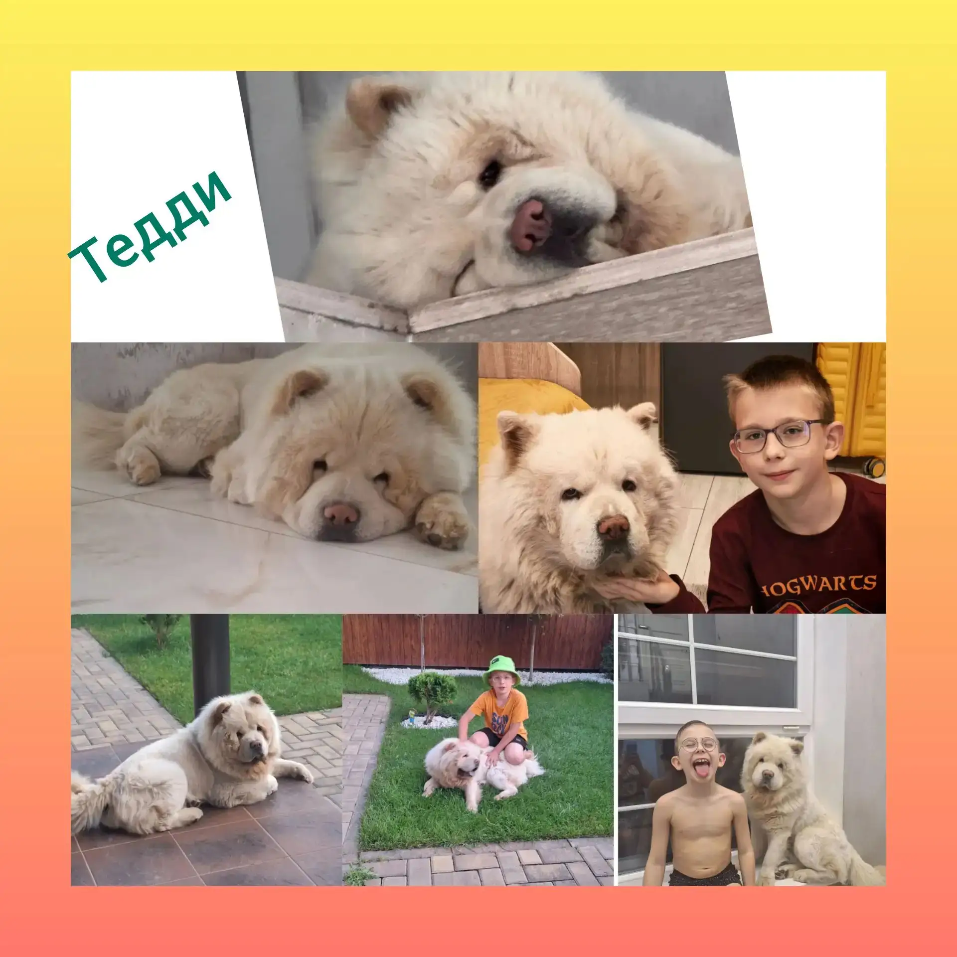 🐾 Внимание, онлайн-акция! Фотомарафон «Лапы, уши и хвосты» 🐶🐱