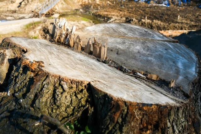 🌳 На улице Невского в Калининграде вырубят 101 дерево — что построят взамен? 🌳