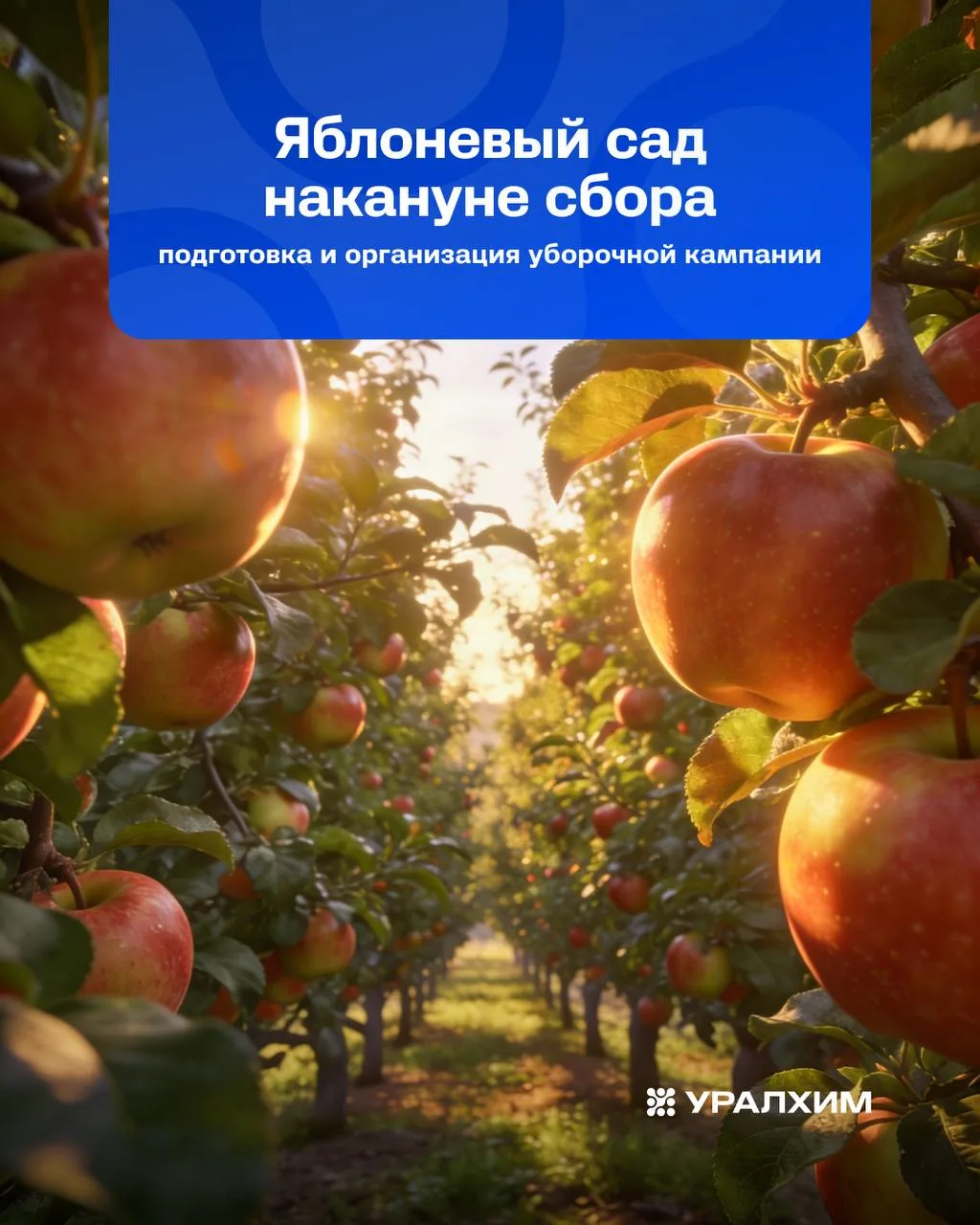 🍏 Успех уборочной кампании яблок зависит не только от погоды, но и от точности планиро...