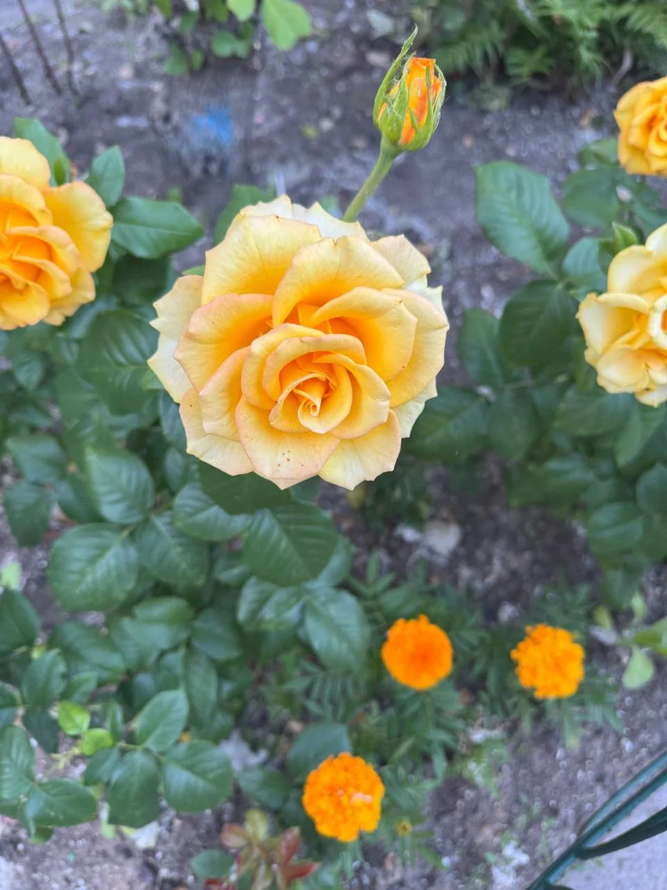 Нас снова ждут серые дни, но цветы добавят ярких акцентов 🌸