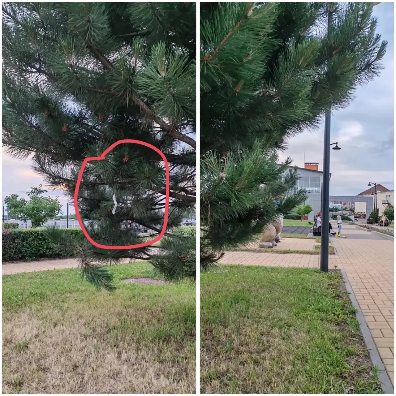 чистый город
люди свиньи, совсем уже🙈