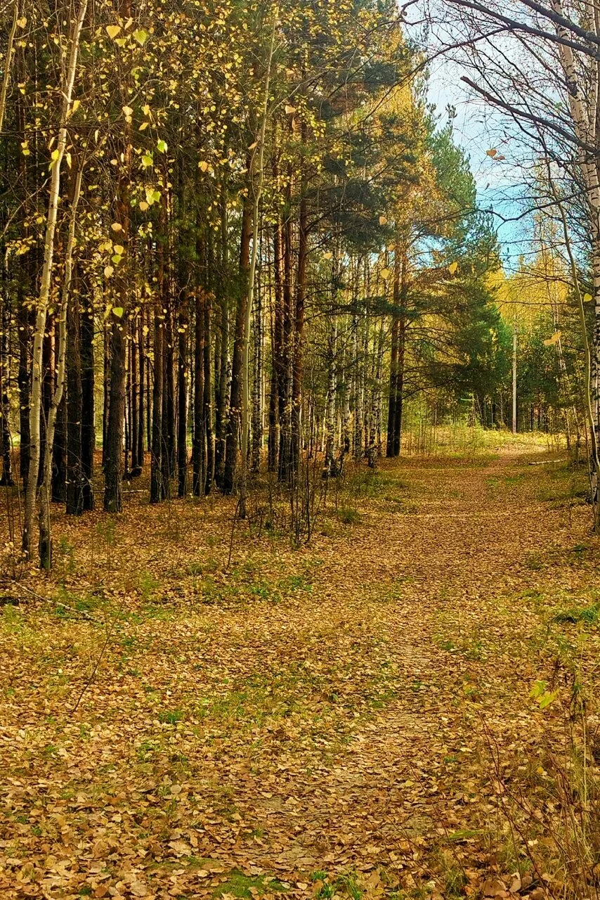 📸 Прекрасная осень в объективе нашего подписчика 🍁