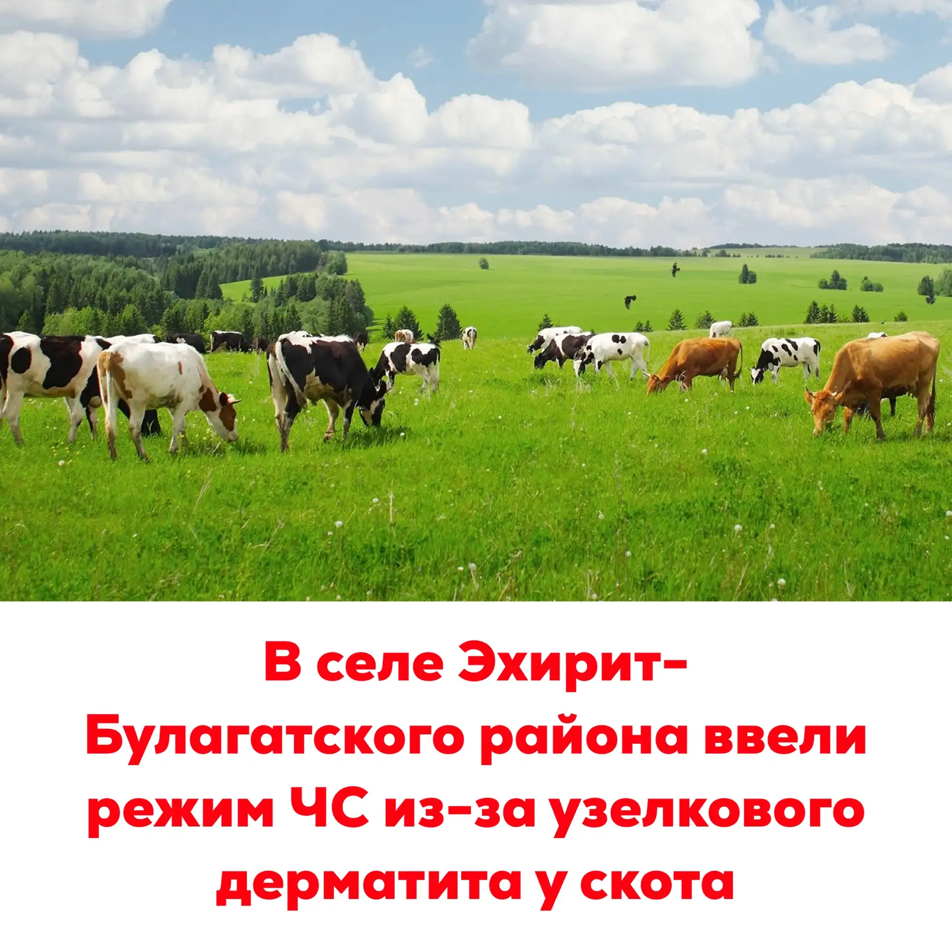 🔴В селе Эхирит-Булагатского района ввели режим ЧС из-за узелкового дерматита у скота